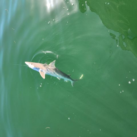 a bird swimming in water