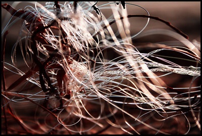 Tangled fishing line, a hazard to wildlife